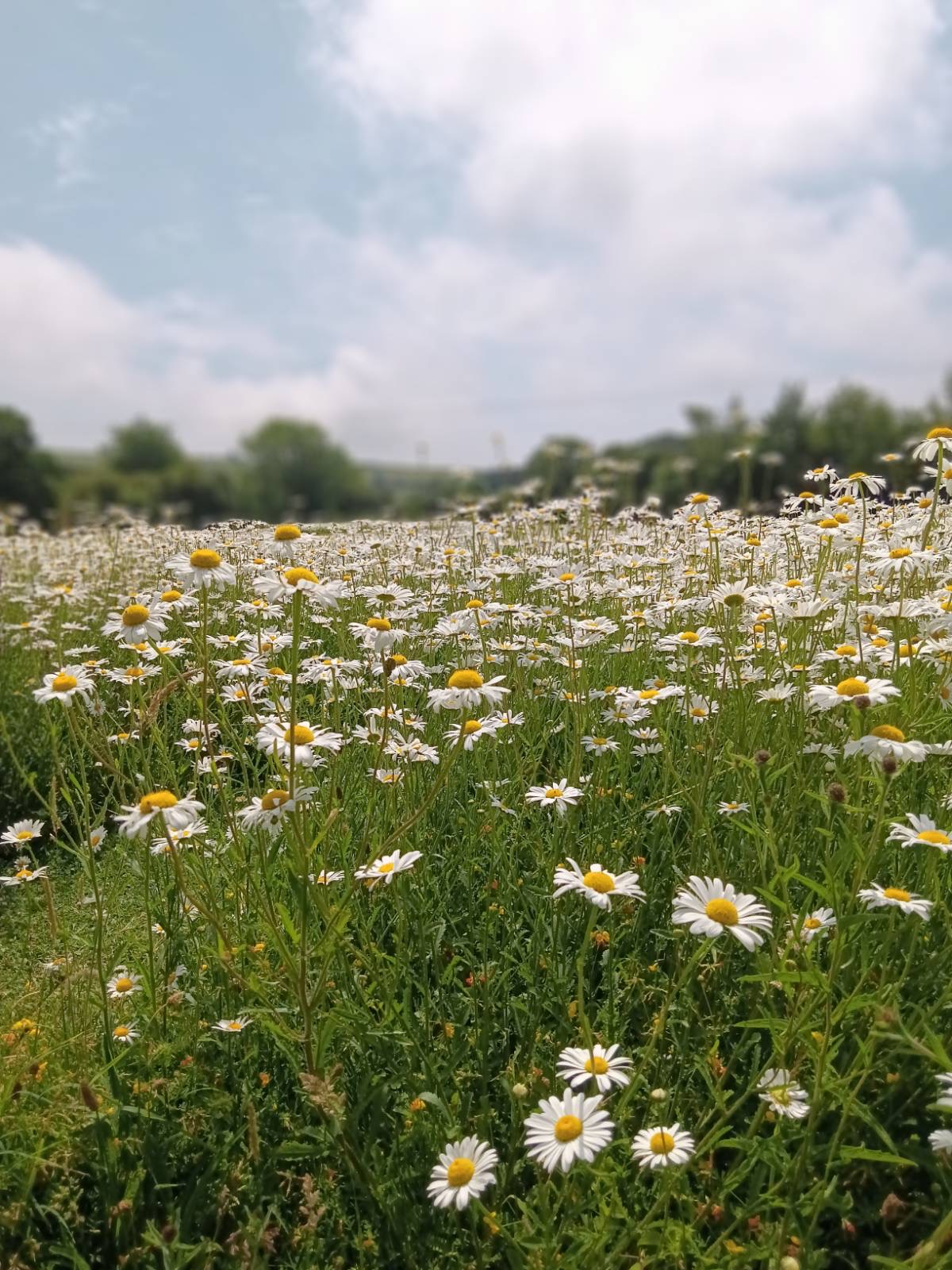 A field of marguerite daisies under a blue sky