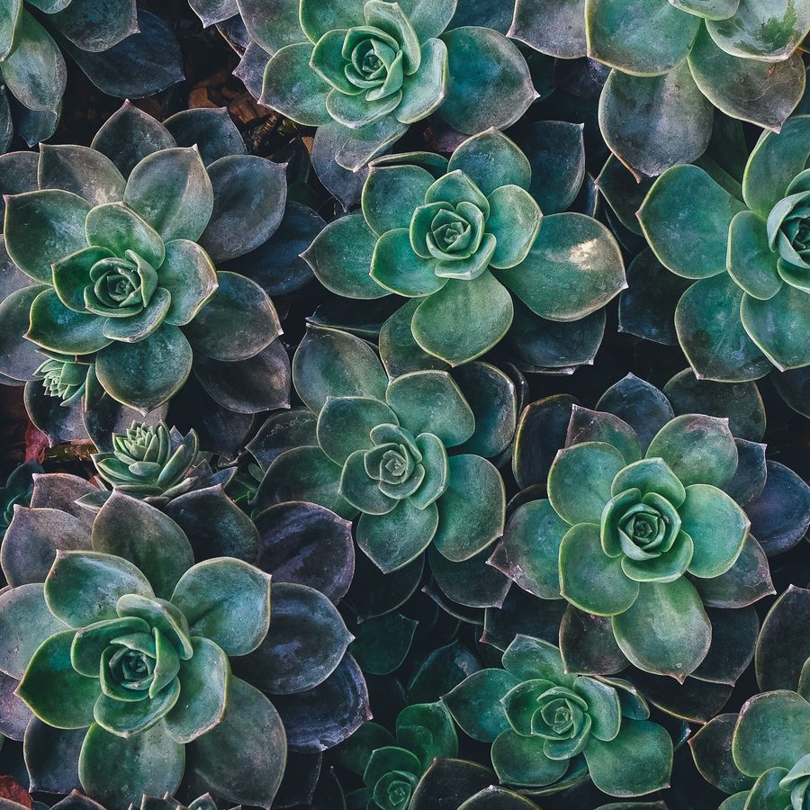 A dense cluster of green succulent rosettes